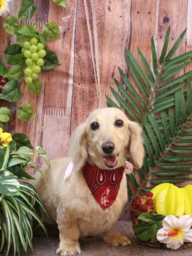 20230830きなこちゃん